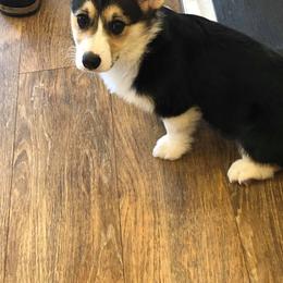 Pembroke Welsh Corgi Puppies from Rocking LJ Breeding