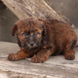 Joey - Red male Whoodle puppy in West Bend, Iowa from Blue Skies Terriers