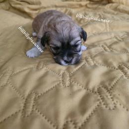 Boy3 - Red sable male Havanese puppy in Batesville, Arkansas from Hillbilly Havanese