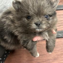 Godiva - Blue merle female Pomeranian puppy in Anchorage, Alaska from Arctic Pomeranians