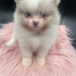 Chanel - Chocolate parti female Pomeranian puppy in Brentwood, California from Royalpawpoms
