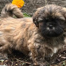 Shih Tzus from Sarver Family Farm Shih tzus of NC