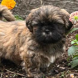 Shih Tzus from Sarver Family Farm Shih tzus of NC