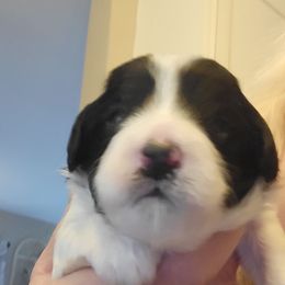 Betty - Black and white female Cavapoo puppy in Bourbonnais, Illinois from Maggie's Cavapoo Puppies