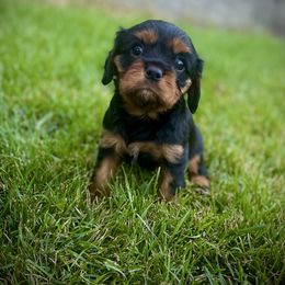 Boy 2 - Black and tan male Cavalier King Charles Spaniel puppy in Spokane, Washington from Treasured Cavaliers of the Pacific Northwest