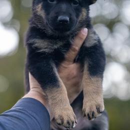 German Shepherd Puppies from Di Massimo Canile