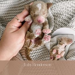 Goldendoodle Puppies from The Puppy Lodge