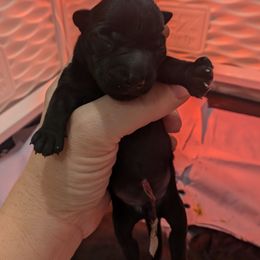 Girl 1 - Black female Scottish Terrier puppy in De Lisle, Mississippi from Bellendaine Scotties
