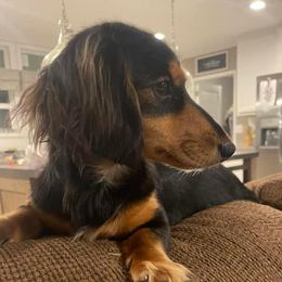 Lady - Dachshund