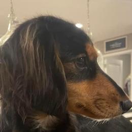 Lady - Dachshund