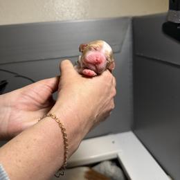Americano - White and orange male Brittany puppy in Elizabeth, Colorado from CoveLake Kennels