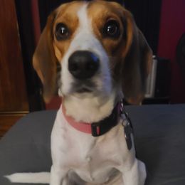 Beagles from Castle Beagles