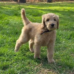 Lance - Apricot male Goldendoodle puppy in Georgetown, Tennessee from Georgetown Designer & Purebred Puppies