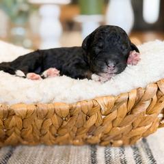 Jackson - male Australian Mountain Doodle puppy in Pittsburgh, Pennsylvania from WestPenn Doodles LLC