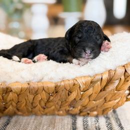 Jackson - male Australian Mountain Doodle puppy in Pittsburgh, Pennsylvania from WestPenn Doodles LLC
