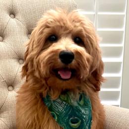 Goldendoodles from Back Door Doodles