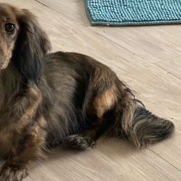 Ripples - Dachshund