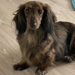 Ripples - Dachshund