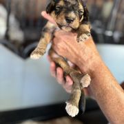 Bernedoodle, Double Doodle, and Saint Berdoodle Puppies from Remington Kennels, LLC