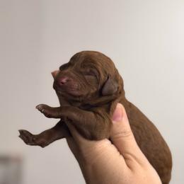 Paisley - Red  female Poodle puppy in Osyka, Mississippi from Southern Sunshine Standards