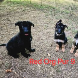 German Shepherd Puppies from Patriot Shepherds