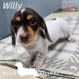 Willy - Piebald male Dachshund puppy in Anamosa, Iowa from Melsh Precious Pets