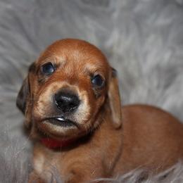 Boy 4 - Red male Dachshund puppy in Craig, Colorado from Rocky Mountain Shih Tzus and Dry Creek Miniature Dachshunds