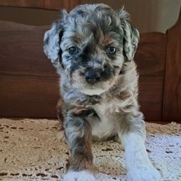 Aussiedoodle Puppies from Doodle Paws Pups