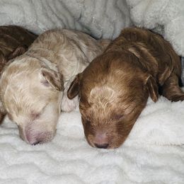 Poodle Puppies from J&K Kennels