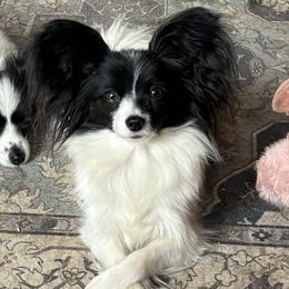 Papillon Puppies from FlutterBy
