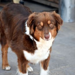 Junie Bug - Australian Shepherd