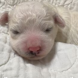 Puppy can be named by new owner - White male Bichon Frise puppy in Chelsea, Alabama from Brereton Bichons