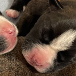 Girl 3 - Boxer puppy in Bethel Park, Pennsylvania from Goodfella Boxers