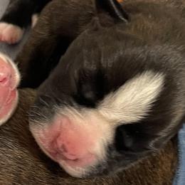 Girl 3 - Boxer puppy in Bethel Park, Pennsylvania from Goodfella Boxers