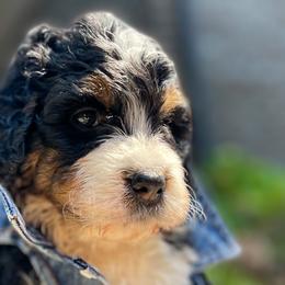 Professor X - Tri-color Bernedoodle puppy in Washougal, Washington from Sandy Creek Bernedoodles