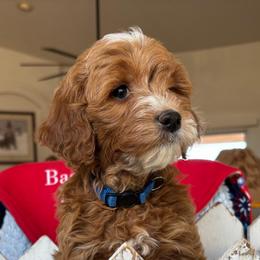 Durango - Red  male Goldendoodle puppy in Chino Valley, Arizona from Bass Creek Doodles