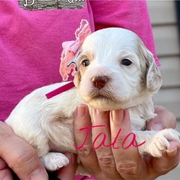 Jala - Red roan female Cockapoo puppy in Mocksville, North Carolina from Little Bear Doodles
