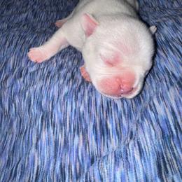 Wyatt - Cream male French Bulldog puppy in Amarillo, Texas from Bomb City Bulldogs