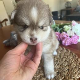 Zion - Red and white male Pomsky puppy in Rathdrum, Idaho from Smart Pomskies and Frenchies