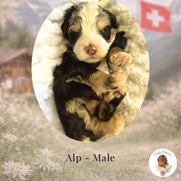 Alp - Tri-color male Bernedoodle puppy in Canton, Georgia from Teddy Puppies