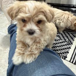 Daisy - Cafe au lait female Maltipoo puppy in Fredericksburg, Ohio from Edna Keim
