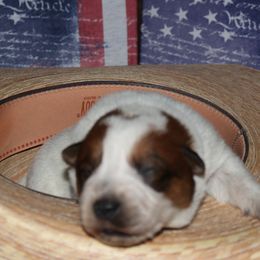 Boy 2 - Australian Cattle Dog puppy in Helena, Montana from Spring Haven Heelers