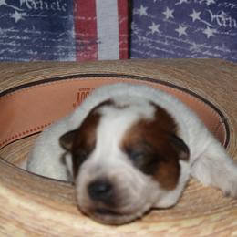 Boy 2 - Australian Cattle Dog puppy in Helena, Montana from Spring Haven Heelers
