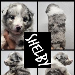 Shelby - Blue merle and white female Shetland Sheepdog puppy in Mc Minnville, Tennessee from Henotic Homestead's Shetland Sheepdogs