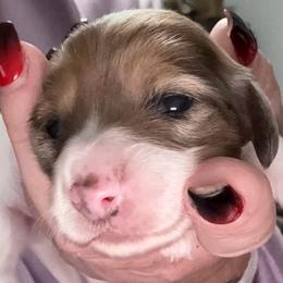 Girl 1 - Piebald female Dachshund puppy in Palm Coast, Florida from Michelle’s Mini Dachshunds