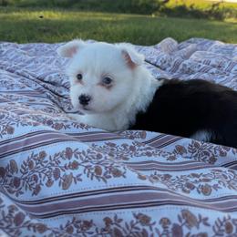 Taffy - Black and tan female Pembroke Welsh Corgi puppy in Bloomfield, Iowa from Beebe’s Corgis & Doxies