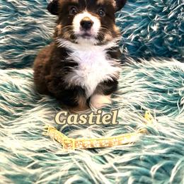 Castiel (Fluffy) - Black and tan male Pembroke Welsh Corgi puppy in Olathe, Colorado from Rocking LJ Breeding