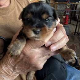 Boy 1 we call captain - Black and tan male Yorkshire Terrier puppy in Medicine Lodge, Kansas from Diane Davis