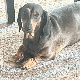 Turkey - Dachshund