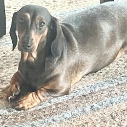Turkey - Dachshund